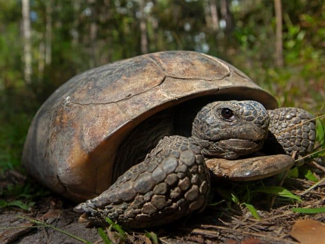 A gopher tortoise on the ground in a wooded area
