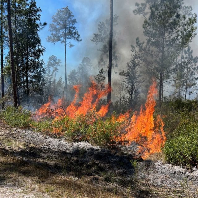 Fire burns undergrowth along a plowed edge
