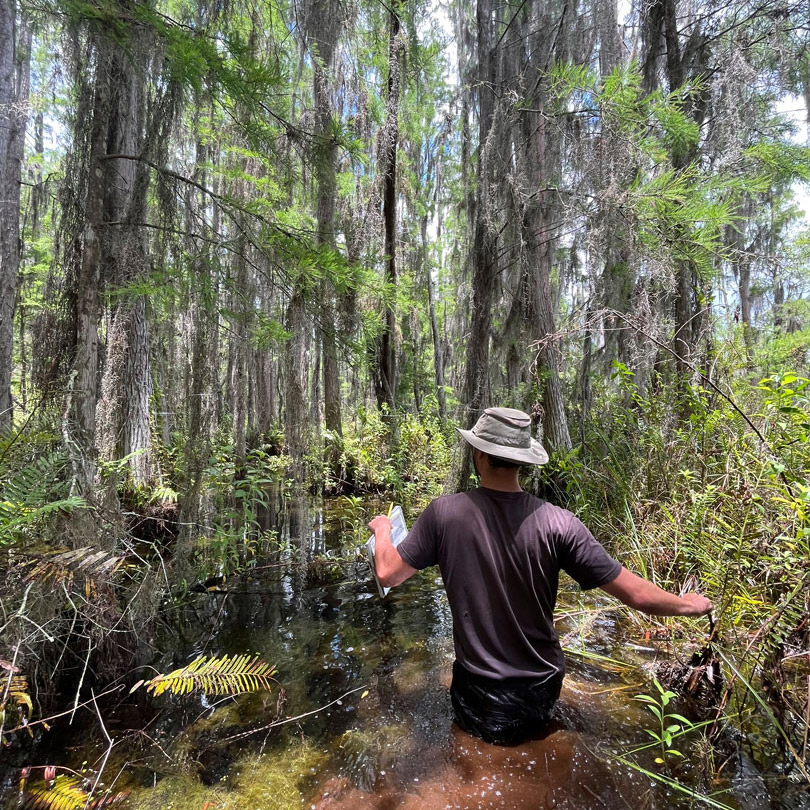 A scientist, with clipboard in hand, wades in nearly waist-deep water among trees and other vegetation.
