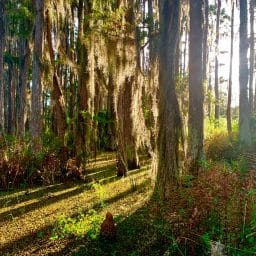 Sun shines through the trees and Spanish Moss in the Withlacoochee Wetland in Green Swamp