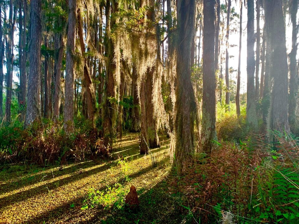 Sun shines through the trees and Spanish Moss in the Withlacoochee Wetland in Green Swamp