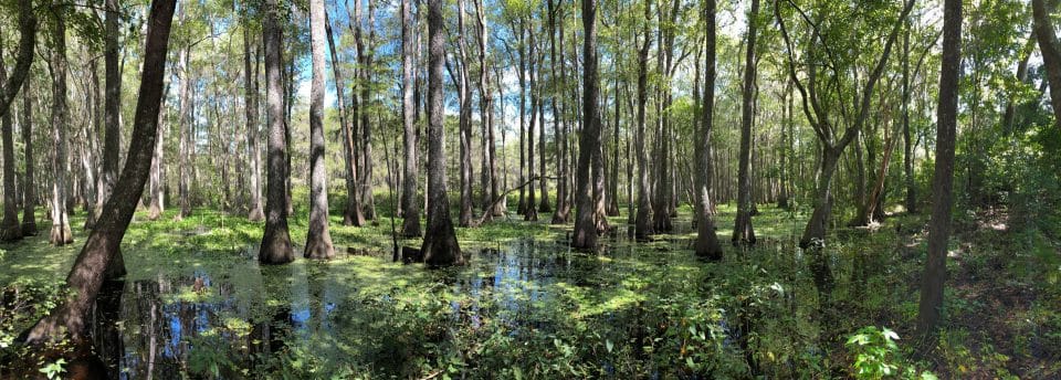 A wooded wetland conservation easement north of Tallahassee