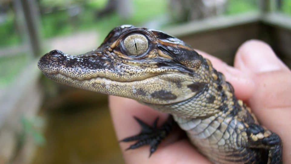 A baby gator being held in a hand