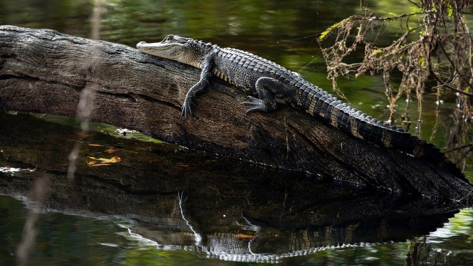 A gator rests on a log as the water reflects below
