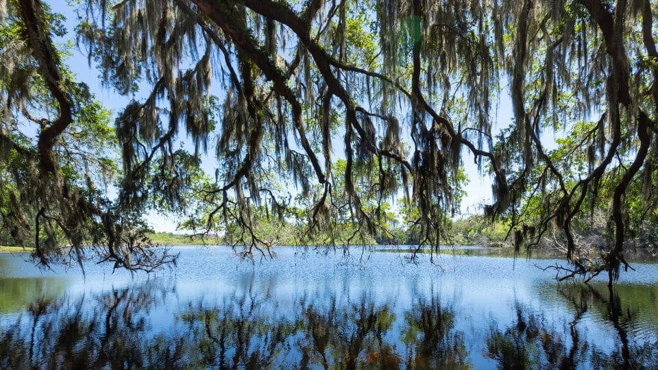 Oak branches stretch over a lake and reflect in the water