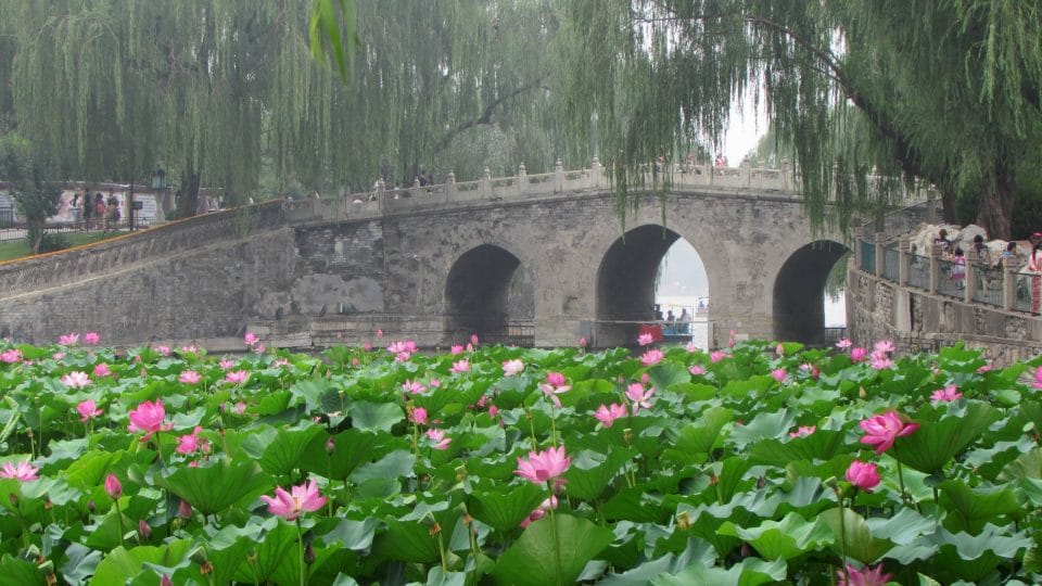 Beihai Park bridge, willows and pink lotus in Beijing, China
